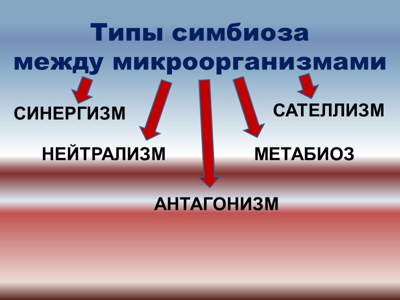 Типы симбиоза   между микроорганизмами СИНЕРГИЗМ НЕЙТРАЛИЗМ АНТАГОНИЗМ  САТЕЛЛИЗМ МЕТАБИОЗ